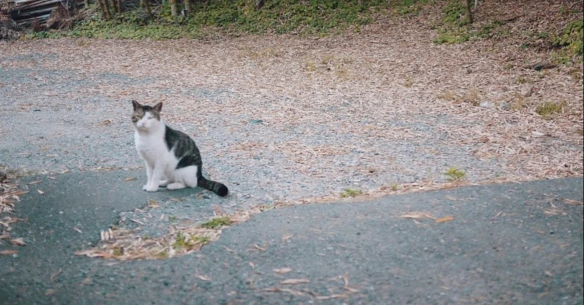 うっかり猫をもう1匹と、一軒家を飼うことになるかもしれないというはなし。